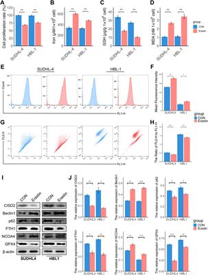 Inhibition of CISD2 enhances sensitivity to doxorubicin in diffuse large B-cell lymphoma by regulating ferroptosis and ferritinophagy